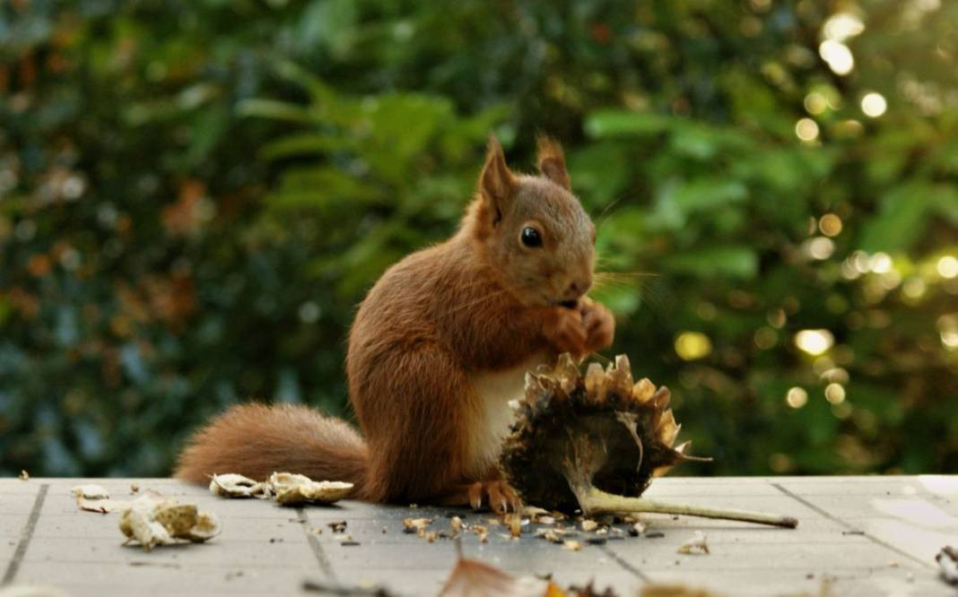 Anadolu Parsını avlayanlar yandı! Cezası 30 milyon lira - Resim: 23